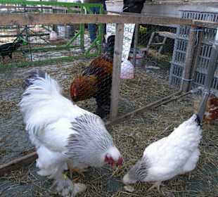 Burgdorfer Pferde- und Hobbytiermarkt
