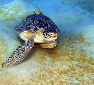 Schnorcheln Makadi Bay