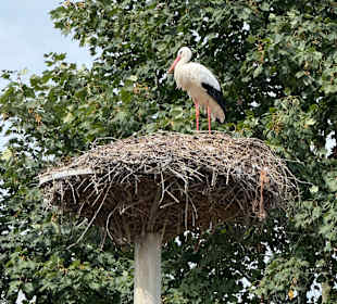 Irrland Bauernhof-Erlebnisoase