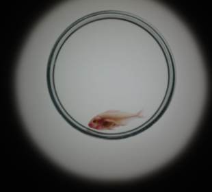 Aquarium Cala Gonone