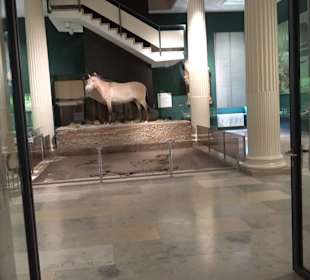 Staatliches Naturkunde Museum