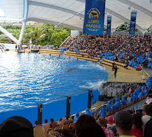 Orca Ocean Show