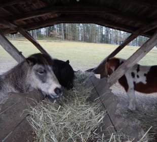 Die Haus-Ponys