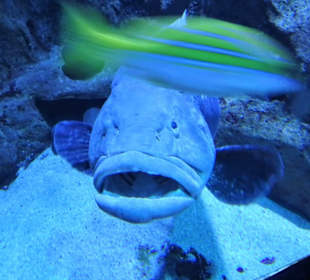 Im Aquarium de La Réunion