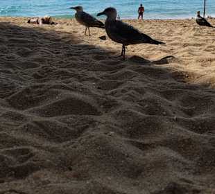 Praia de Nossa Senhora da Rocha