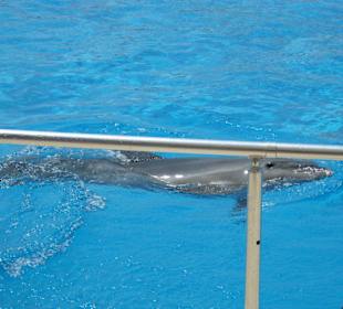 Ausflug Sealanya Delfinshow