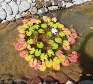 Seerose im Eingangsbereich
