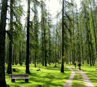 Der Lärchenwald am Rande von Bieberwier / Leermoos