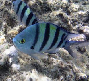 Schnorcheln Makadi Bay