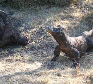 Komodo  Waran mit totem  Wasserbüffel