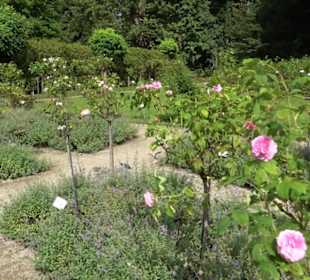 Rosengarten auf der Roseninsel
