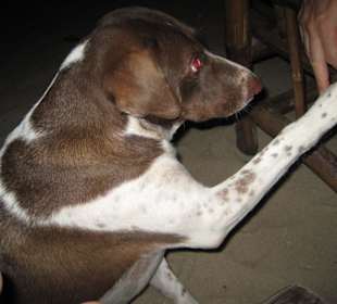 Das Kuschelmonster des SSBD