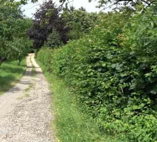 Premiumspazierweg Früchtetrauf-Leisawegle