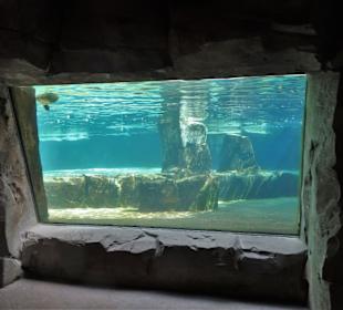 Unterwasserwelt im Zoo am Meer