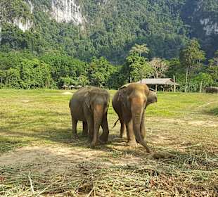 Khao Sok Nationalpark