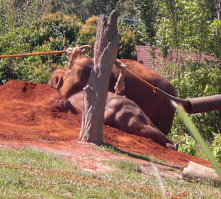 Everything's red in Oz