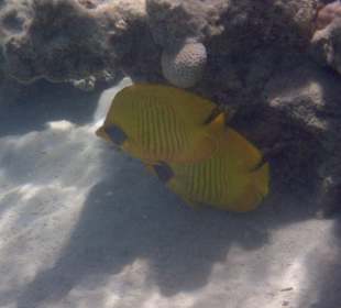 Schnorcheln Makadi Bay