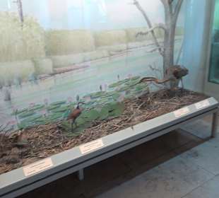 Staatliches Naturkunde Museum