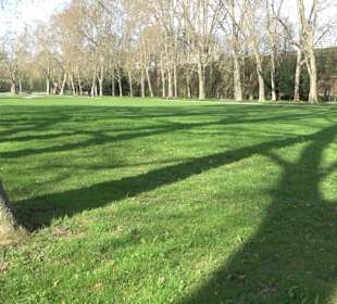 Historische Platanenallee im Unteren Schloßgarten