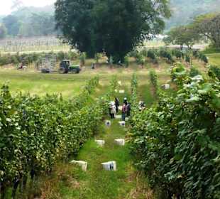 Workers during harvest time 