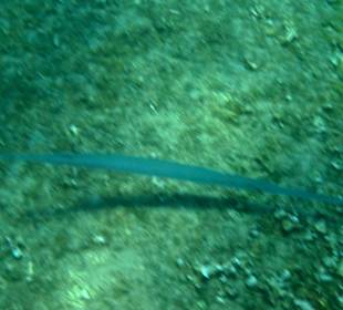 Šnorchlování v oblasti Kalithea