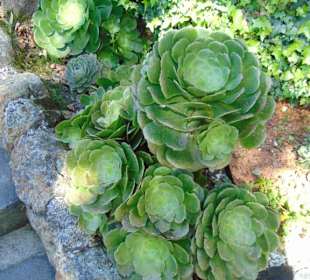 Restaurant Casa Santa Clara