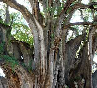 Najgrubszy pień świata