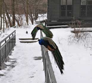 Mieszkańcy Łazienek Królewskich