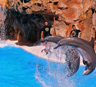 Loro - Park Delfin - Show