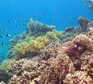 Schnorcheln am Hausriff