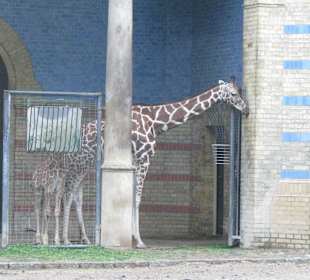 Giraffen