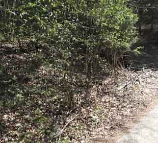 Waldlehrpfad an der Lauter