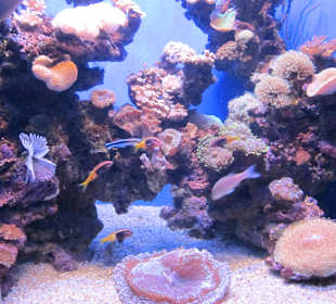 Palma Aquarium