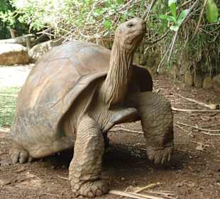 La Vanille Crocodile Park, Riesenschildkröten
