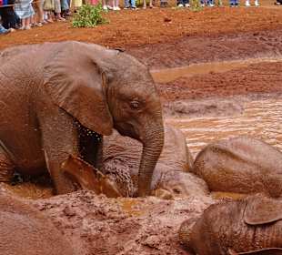 Schlamm baden, machen sie gern