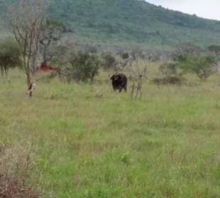Sarova Salt Lick Game Lodge