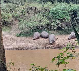 Flußpferde am Fluß