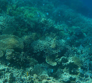 Rotes Meer/Red Sea - Hurghada