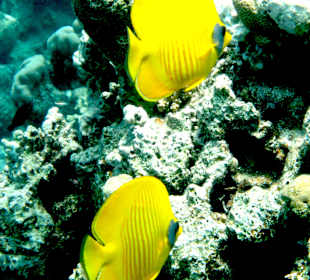 Hausriff Hotel Hyatt Regency Sharm el Sheikh