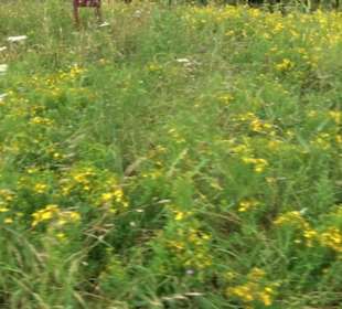 ALB-GOLD Naturgarten