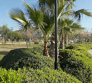 Immer schön geschnitten und gepflegt