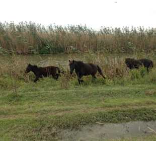 Wilde Pferde im Donau Delta