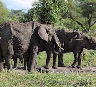Elefanten