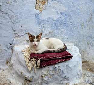 Stadtbesichtigung Hammamet-Yasmine