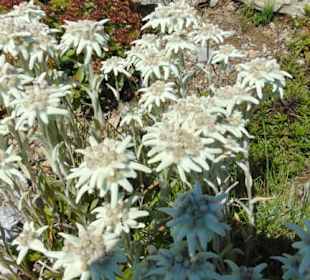Unterwegs am Alpenblumenweg - Edelweiß