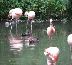 Flamingos