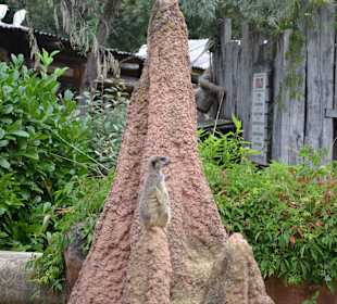 Erdmännchen auf Beobachtungsposten