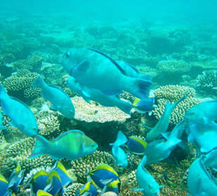 Papageien- & Doktorfische