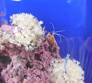 Aquarium Cala Gonone