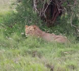 Sarova Salt Lick Game Lodge